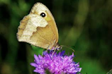Close-up of a book cover featuring a gold butterfly on a rich purple background.