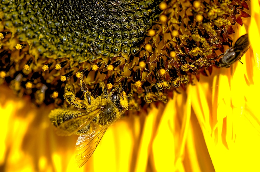 closeup photography of bee pollinating flower