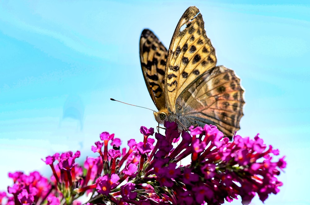 black and yellow butterfly on pink flower