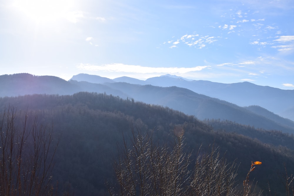 green trees covered hills in horizon