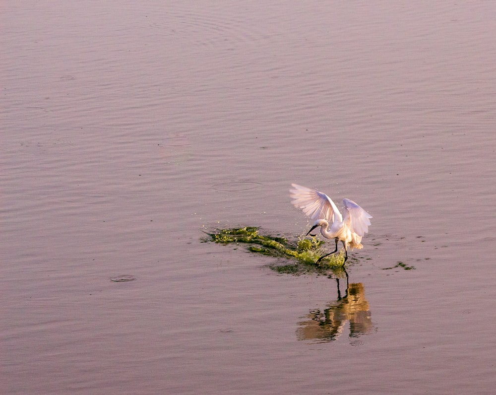 Weißer Vogel an einem See