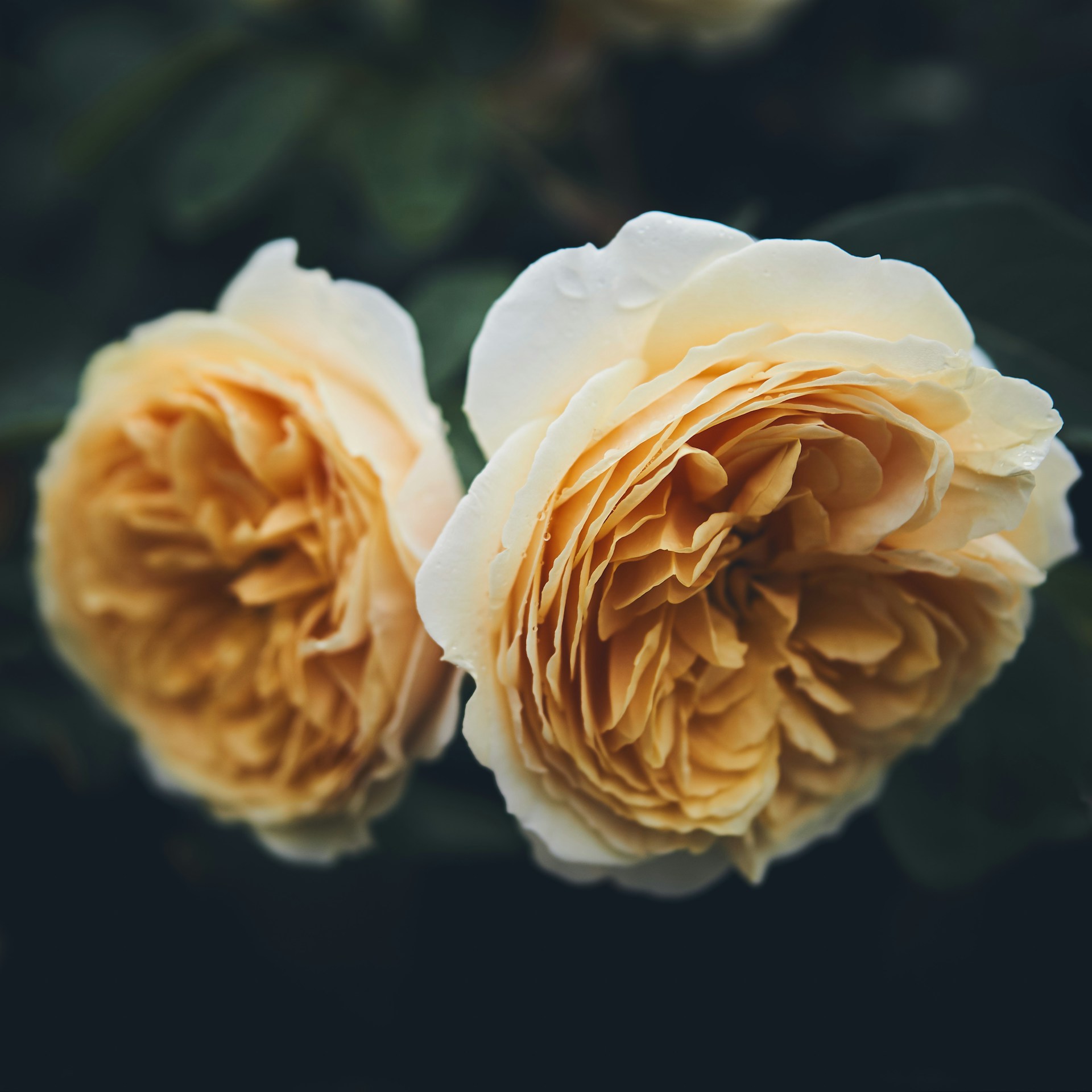 two brown cluster petaled flowers