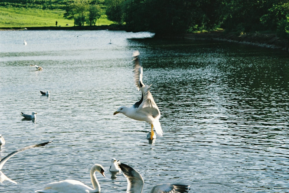 swans in water