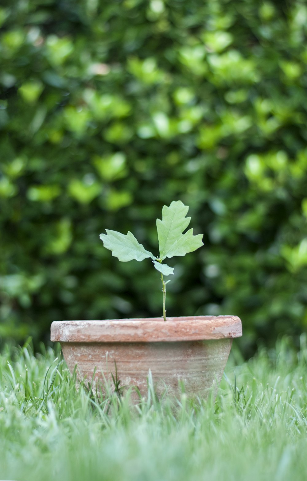 green leafed plant on pot