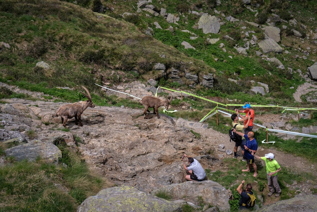 people near animals on rocky field during day