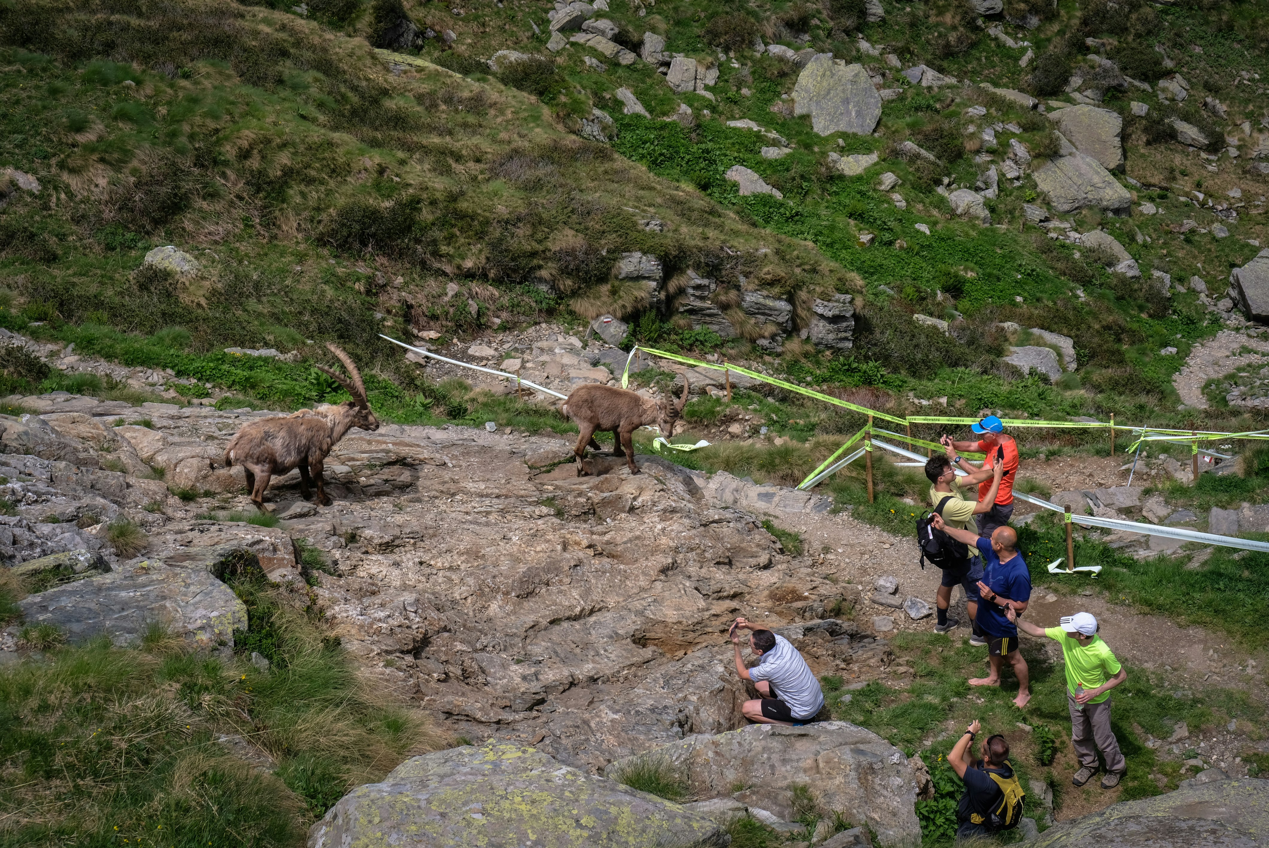 people near animals on rocky field during day