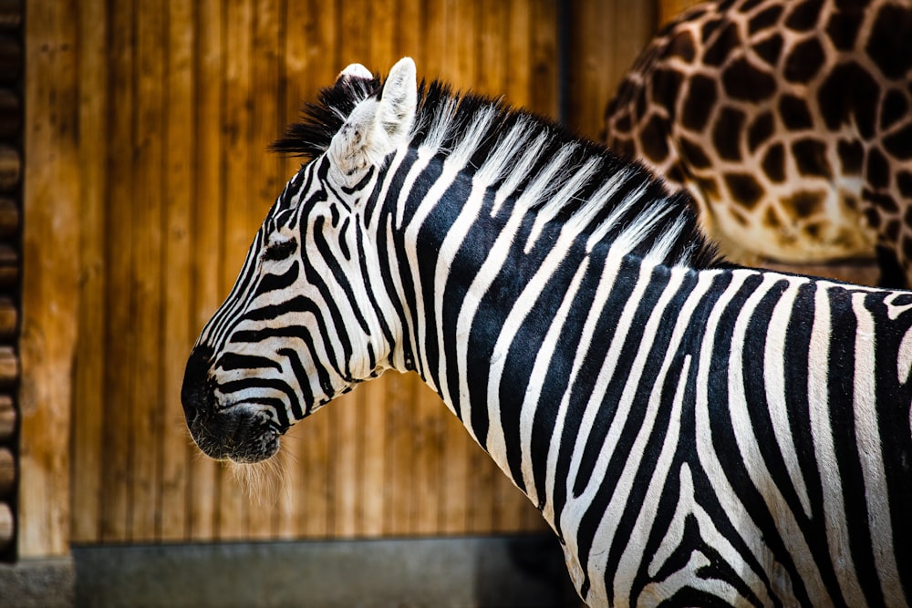 zebra in a barn