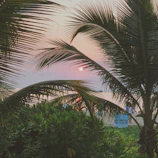 A serene sunset over the beach, framed by palm trees, inviting relaxation.