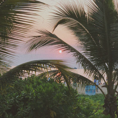 A serene sunset over the beach, framed by palm trees, inviting relaxation.