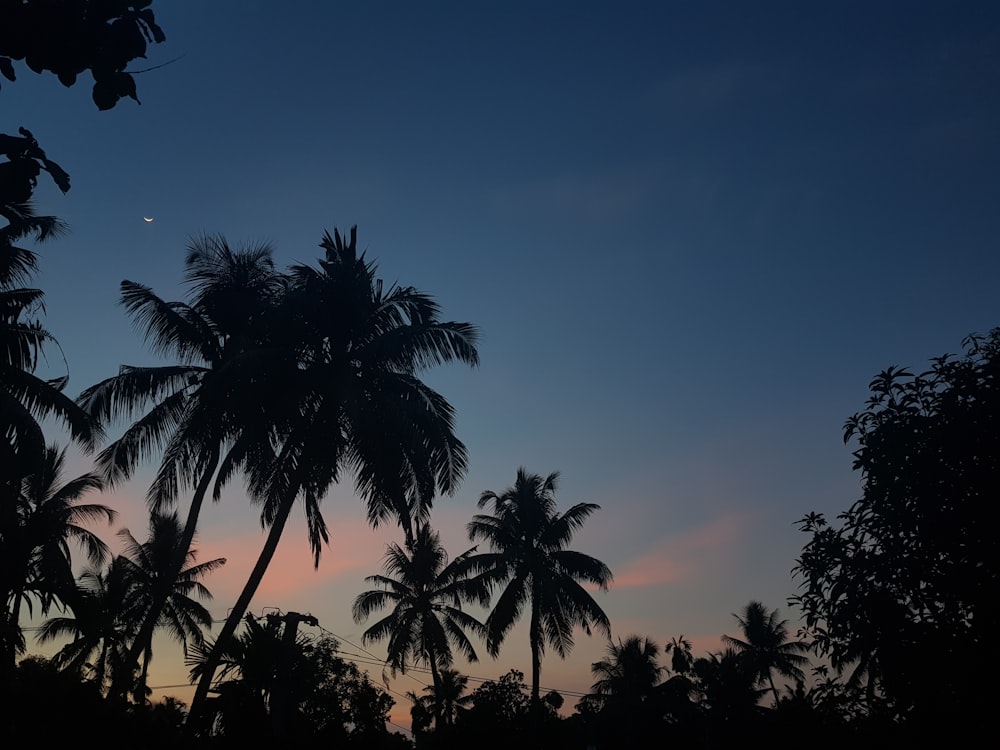 silhouette photography of trees