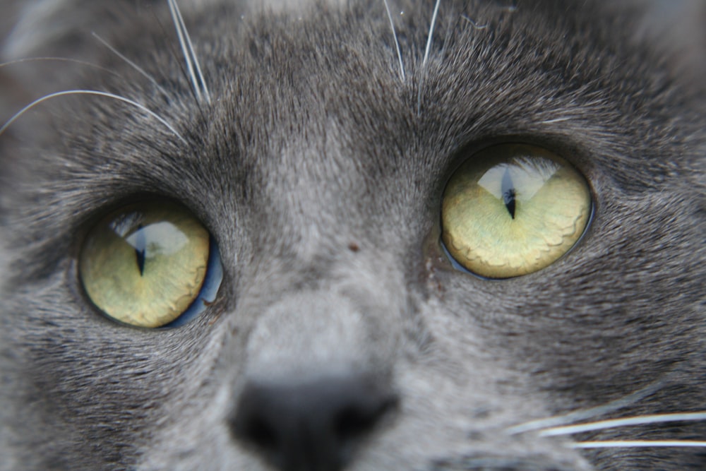 short-fur gray cat