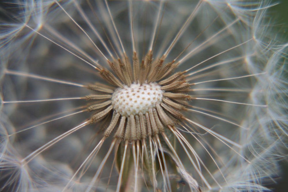 close-up photography of dandelion flower