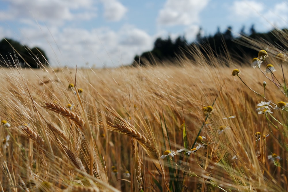 fotografia del campo di grano durante il giorno