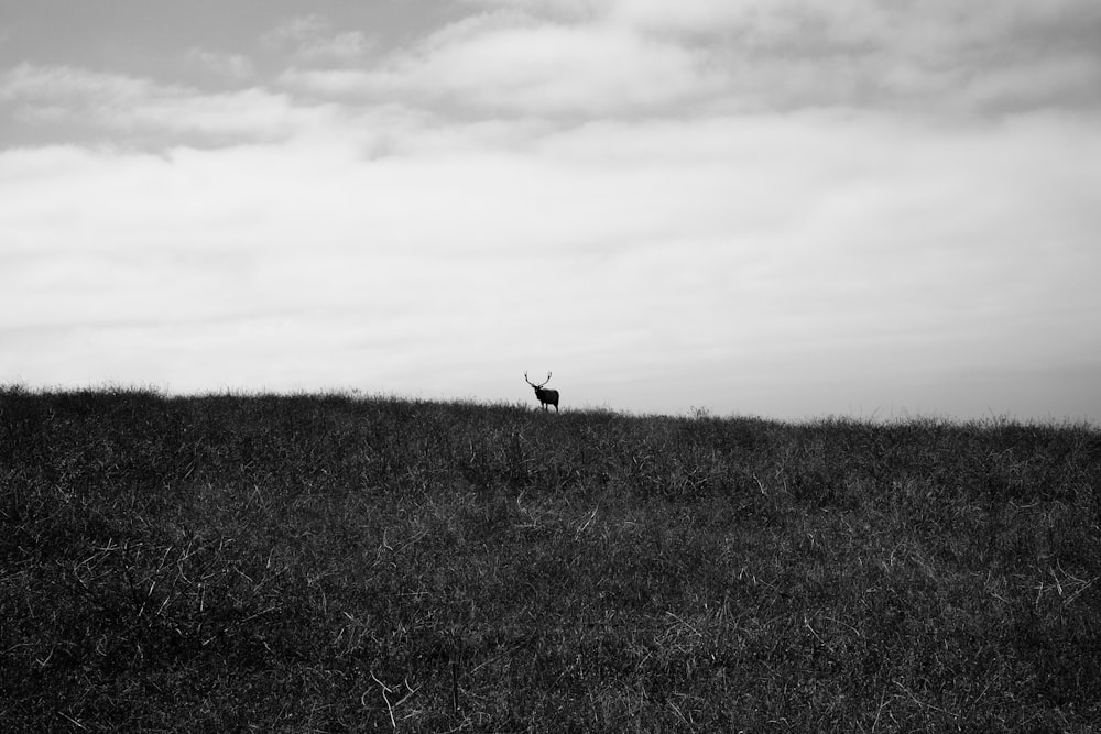 green grass field under white cloudy sky