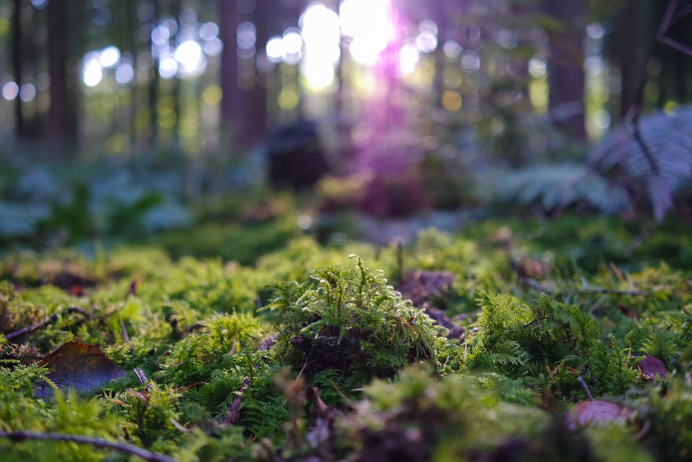 green leaf grasses