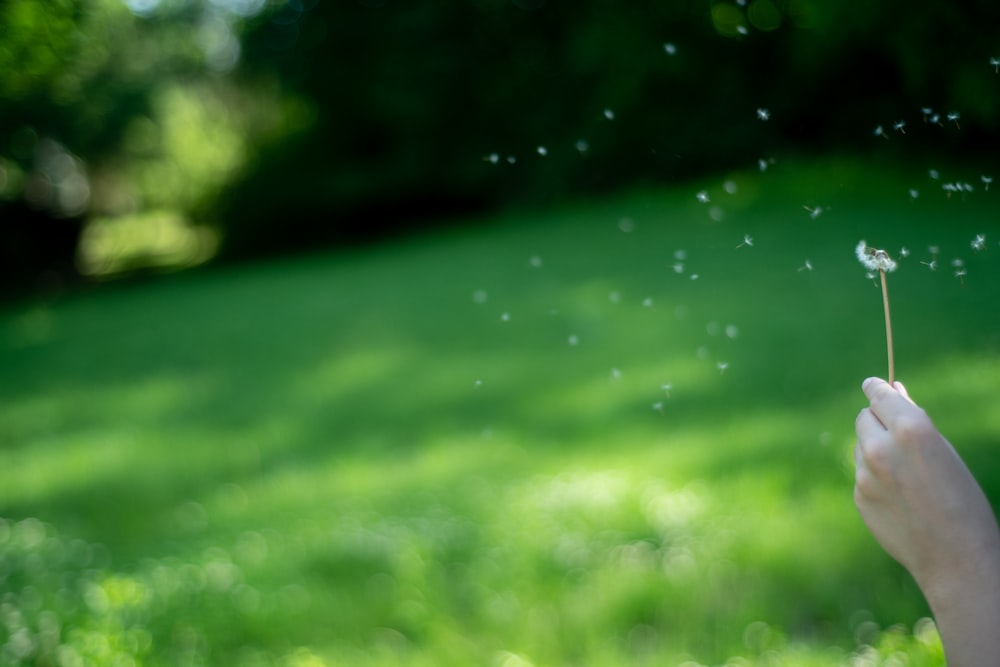 person holding blown dandelion during day