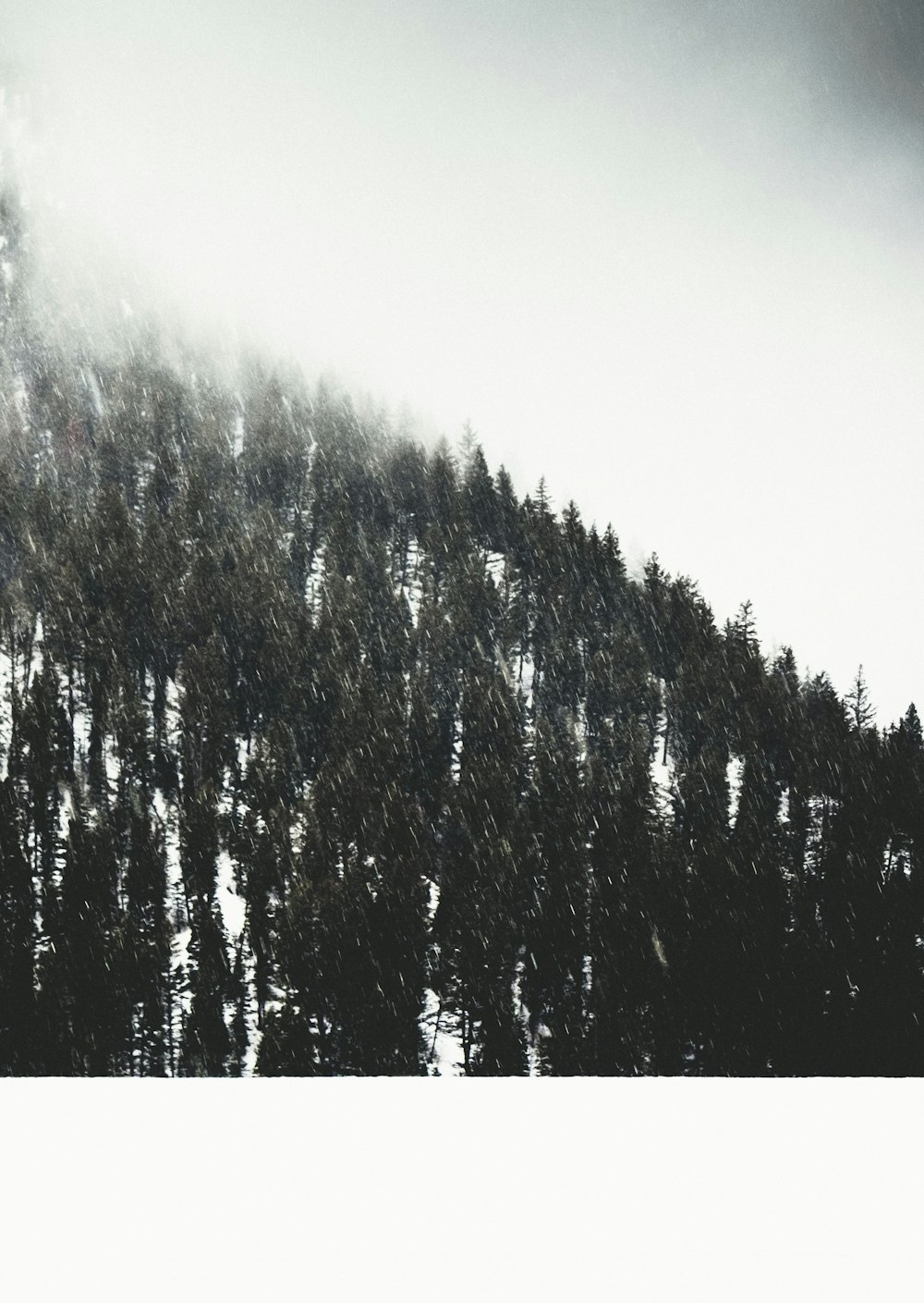 pine trees on mountain