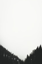 pine trees with white fog