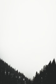 pine trees with white fog