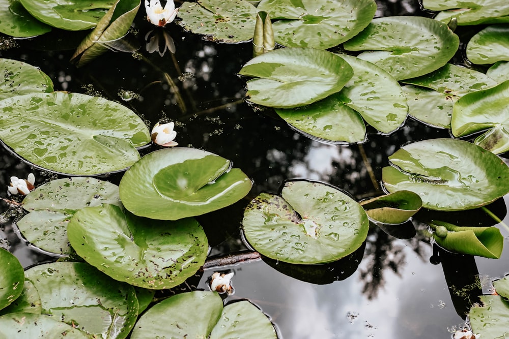 green-leafed plants