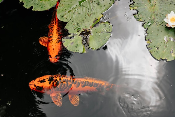 Orange and black koi fish