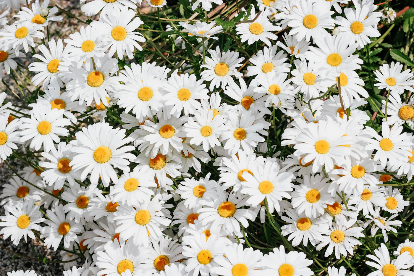 Daisy Morning