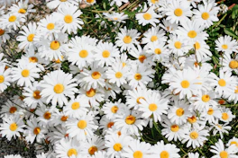 white daisy flowers during daytime