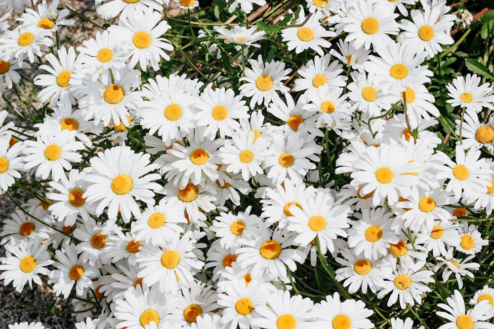 Weiße Gänseblümchenblüten tagsüber