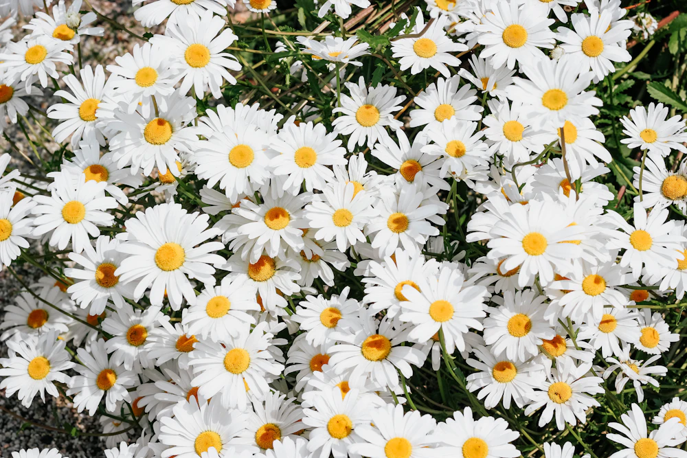 daisies