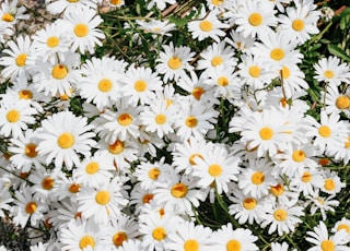 white daisy flowers during daytime