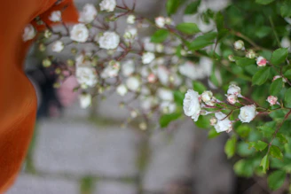 Close-up of wildflowers blooming along the stone path leading to the entrance