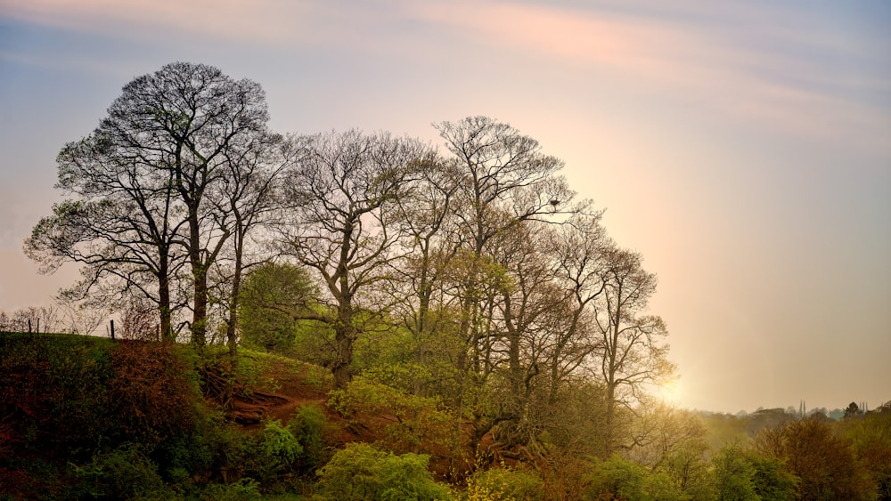 trees at daytime