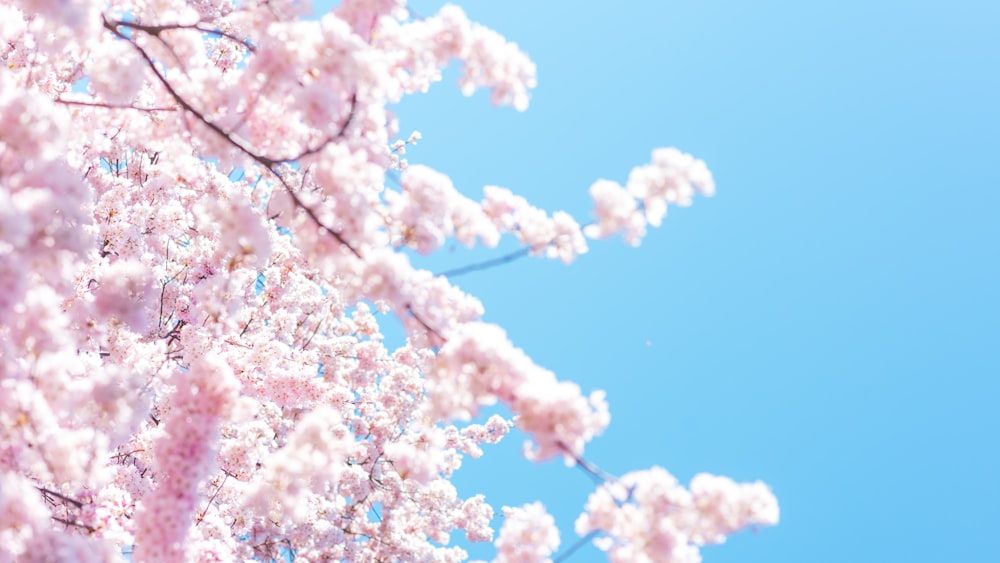 pink flowers