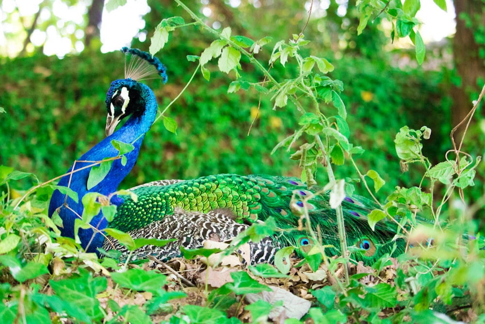 blue and green peacock