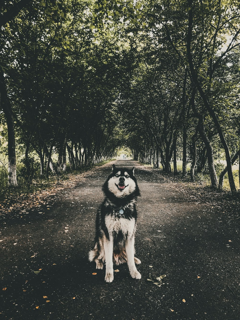 husky near trees