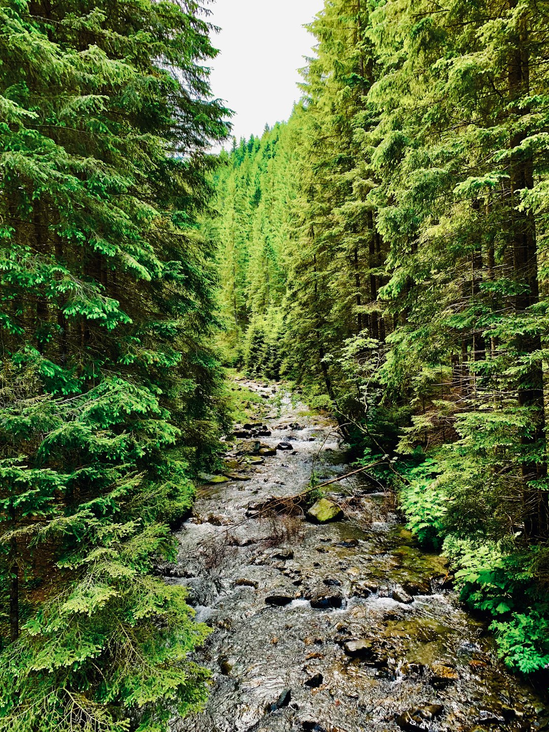 Forest photo spot DC53 Sinaia