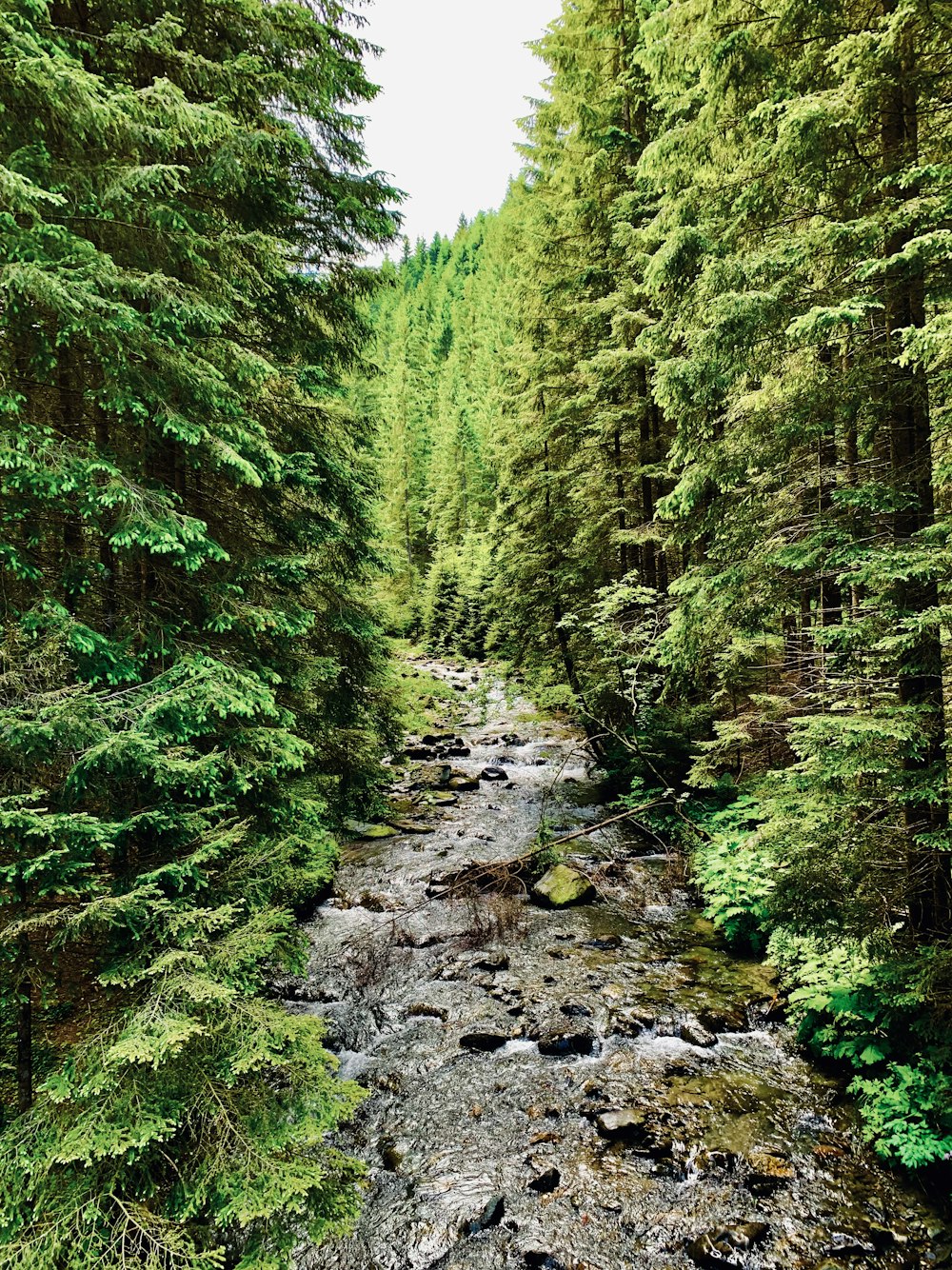 stony track between tree lines during daytime