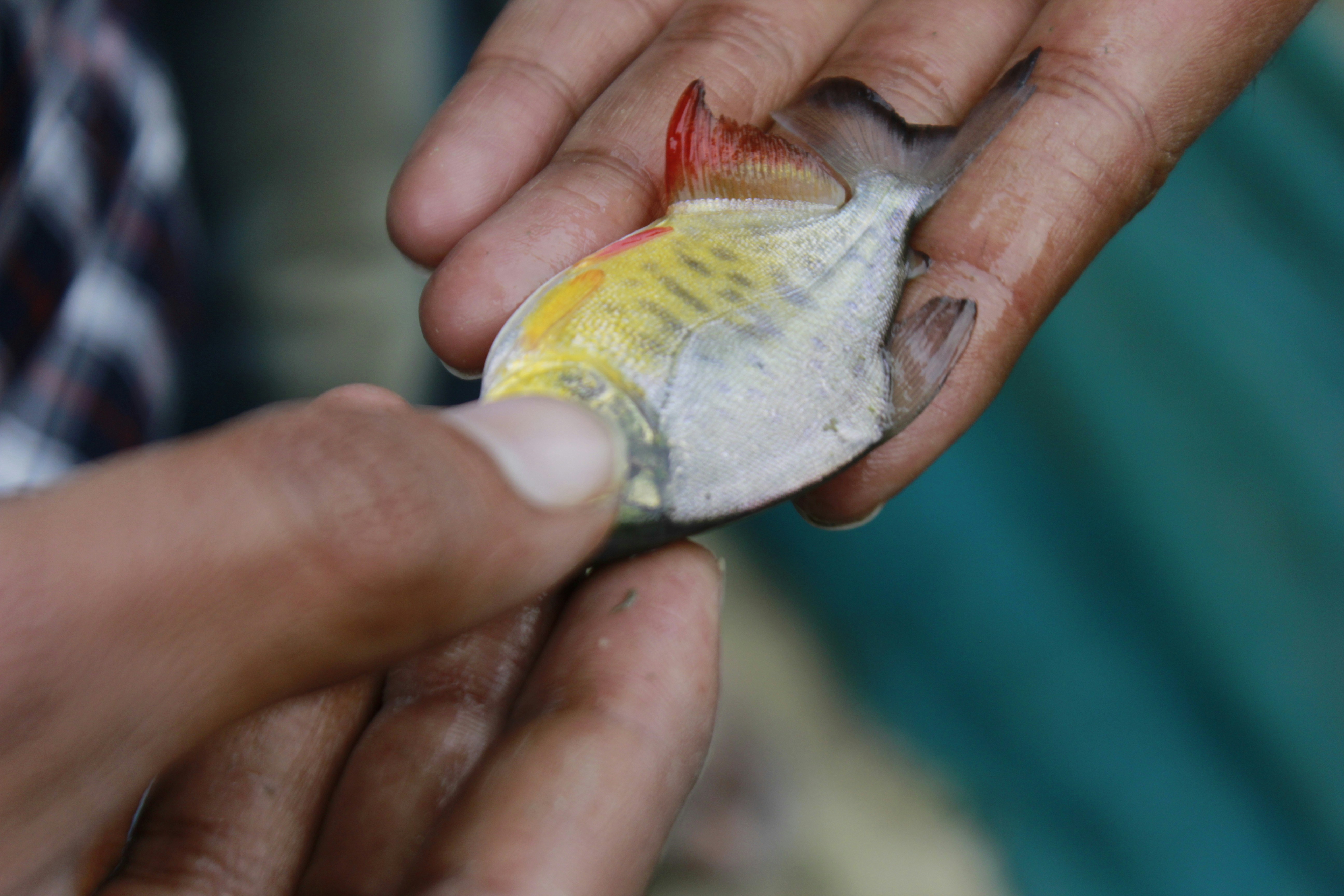 orang yang memegang ikan abu-abu dan kuning