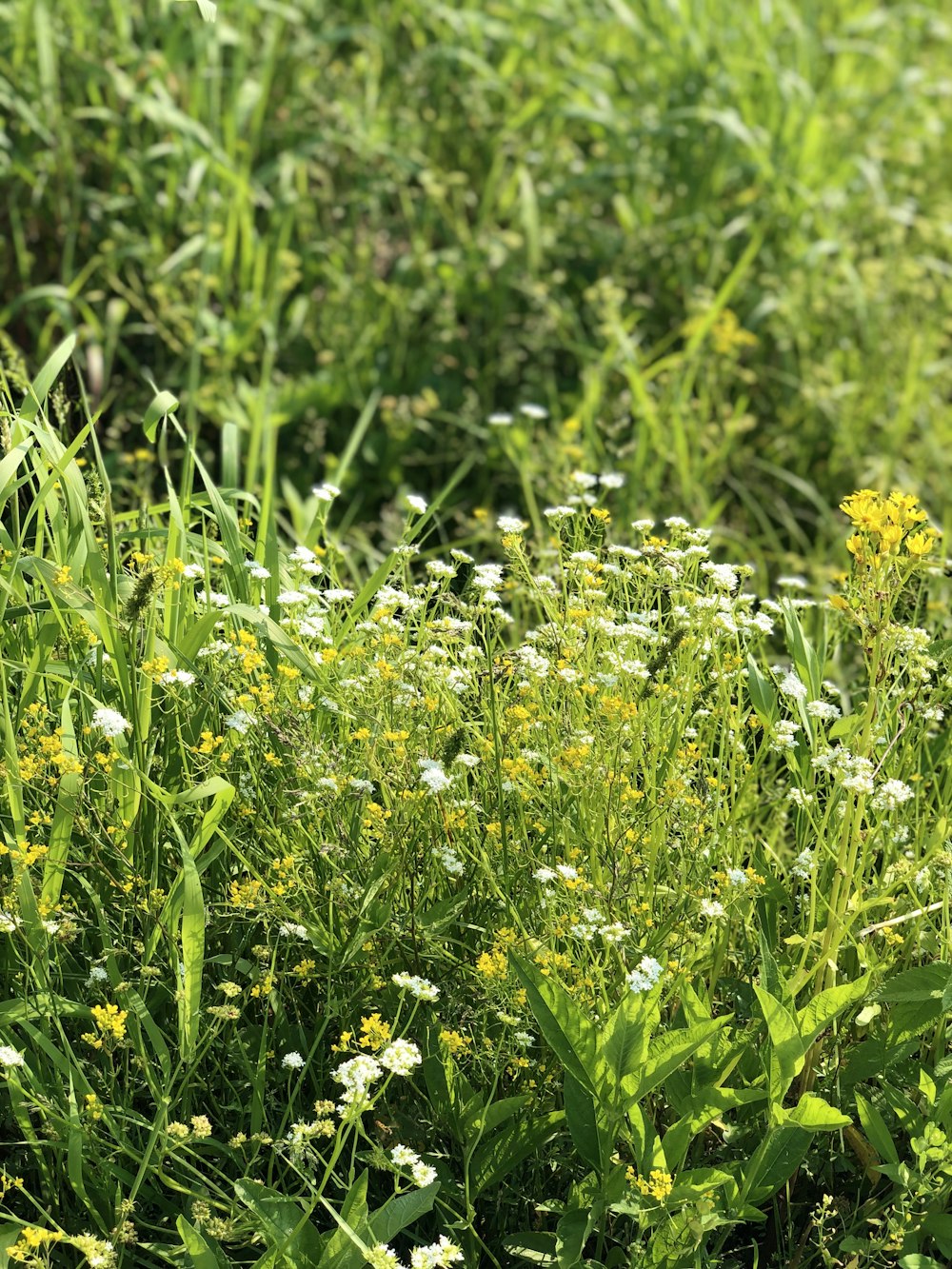 white and yellow flower field during daytime