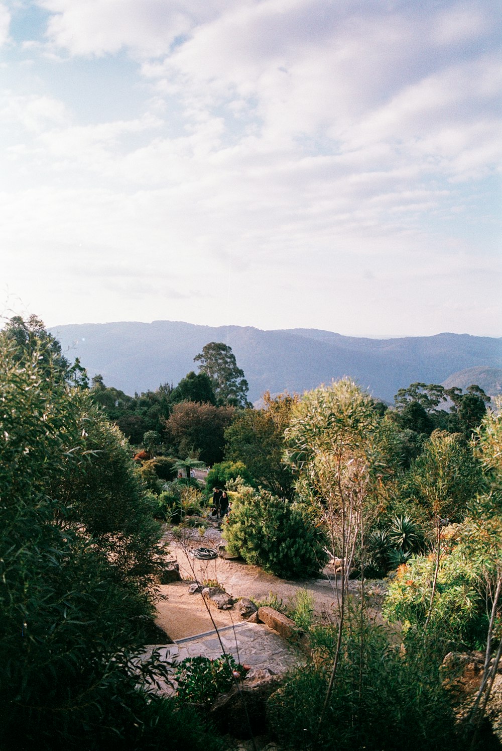 trees at day time