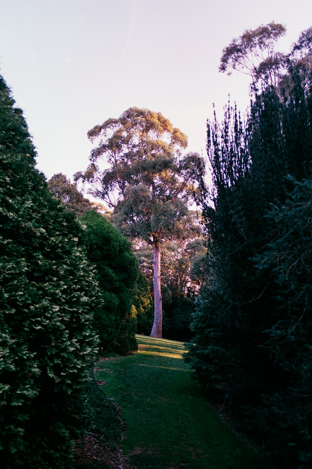 green pathway