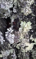 Clusters of lichen grow on a tree bark, showcasing intricate patterns and textures with shades of green, grey, and pale yellow. The surface of the bark is dark and rugged, providing a contrasting background to the soft, organic forms of the lichen.