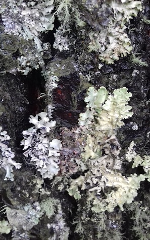 Clusters of lichen grow on a tree bark, showcasing intricate patterns and textures with shades of green, grey, and pale yellow. The surface of the bark is dark and rugged, providing a contrasting background to the soft, organic forms of the lichen.