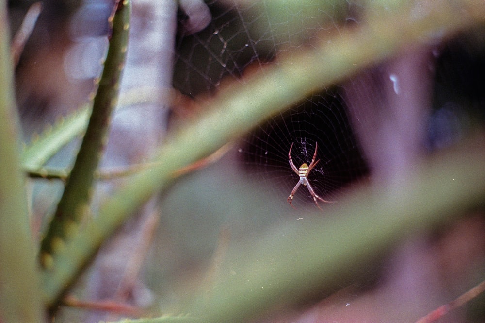 brown spider focus photography