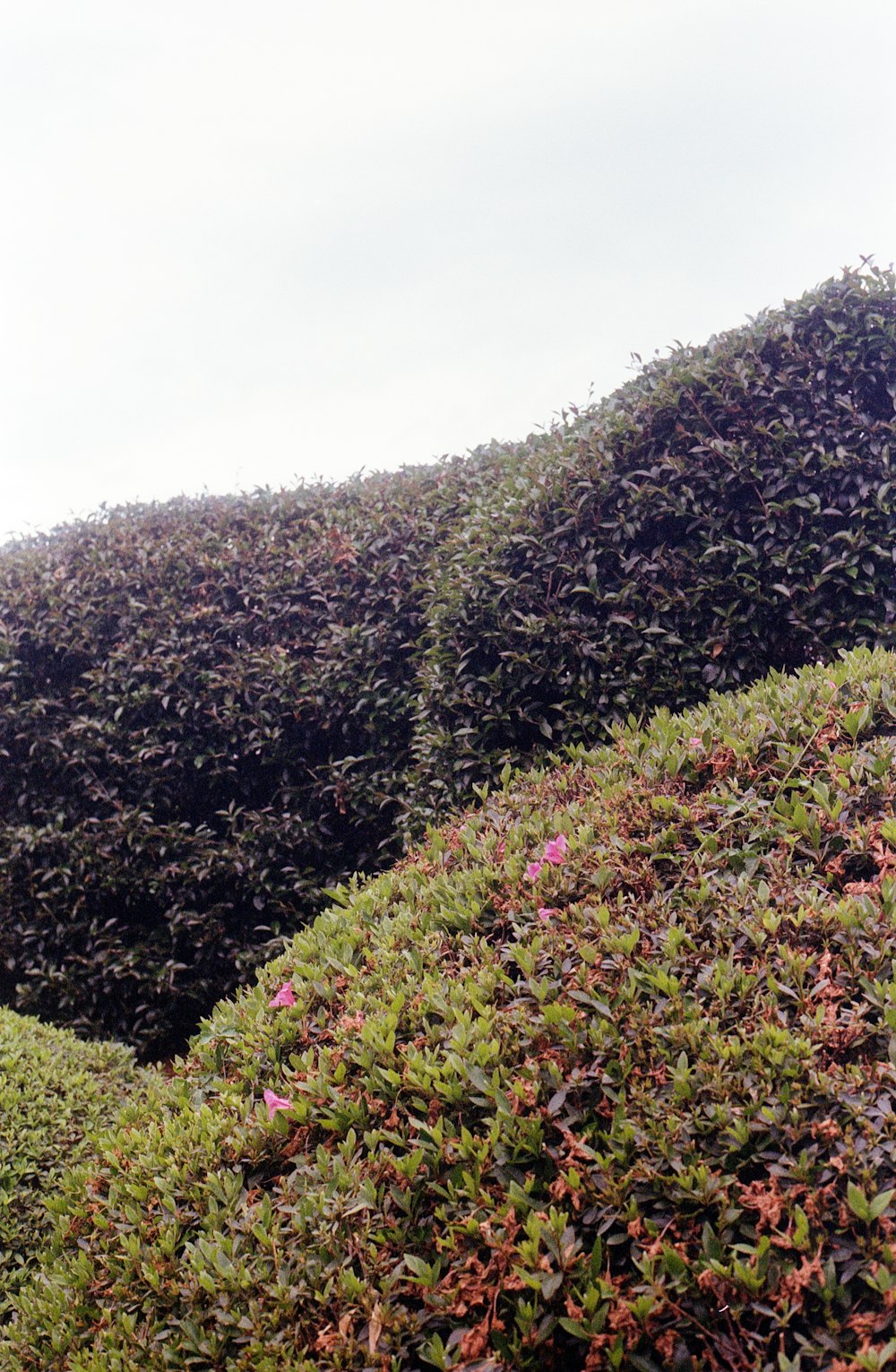 a bird is perched on top of a bush