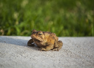 brown frog on concrete surface