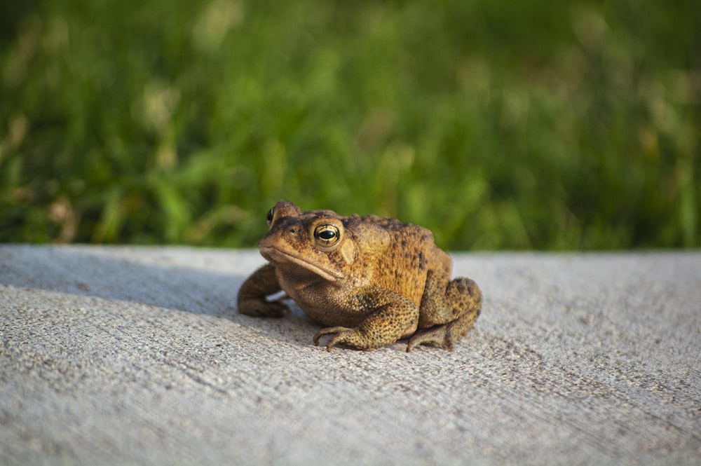 grenouille brune sur une surface en béton