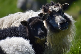 Two sheep with contrasting wool are prominently featured, one with a dark face and the other with a mix of lighter and dark wool. They are situated in a lush green environment with blurred grass in the background.