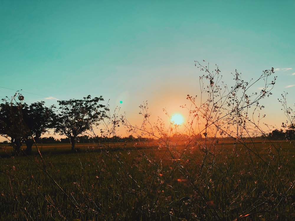 three trees in a field during golden hour