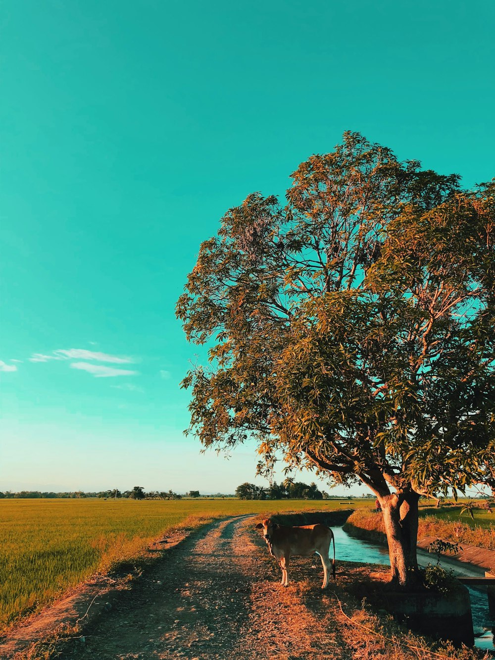 cattle near tree